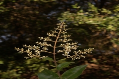 Ligustrum walkeri